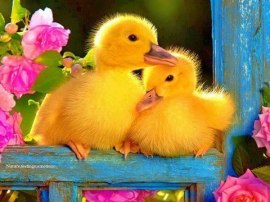 spring ducks
